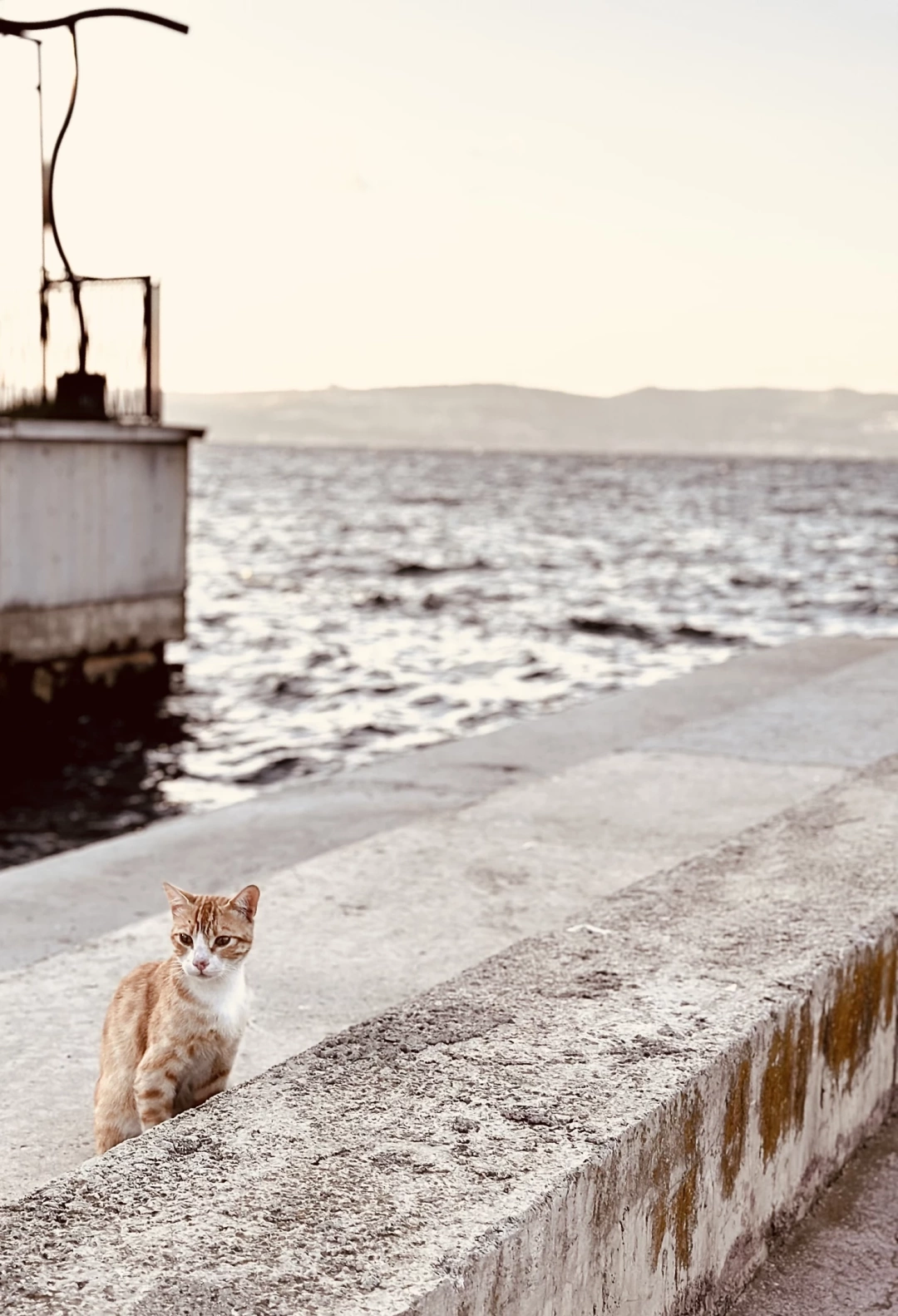 karamursel-sahili-kocaeli-karamursel-karamurselsahili-karamurselbelediyesi-kedi-cat-iskele / 2625