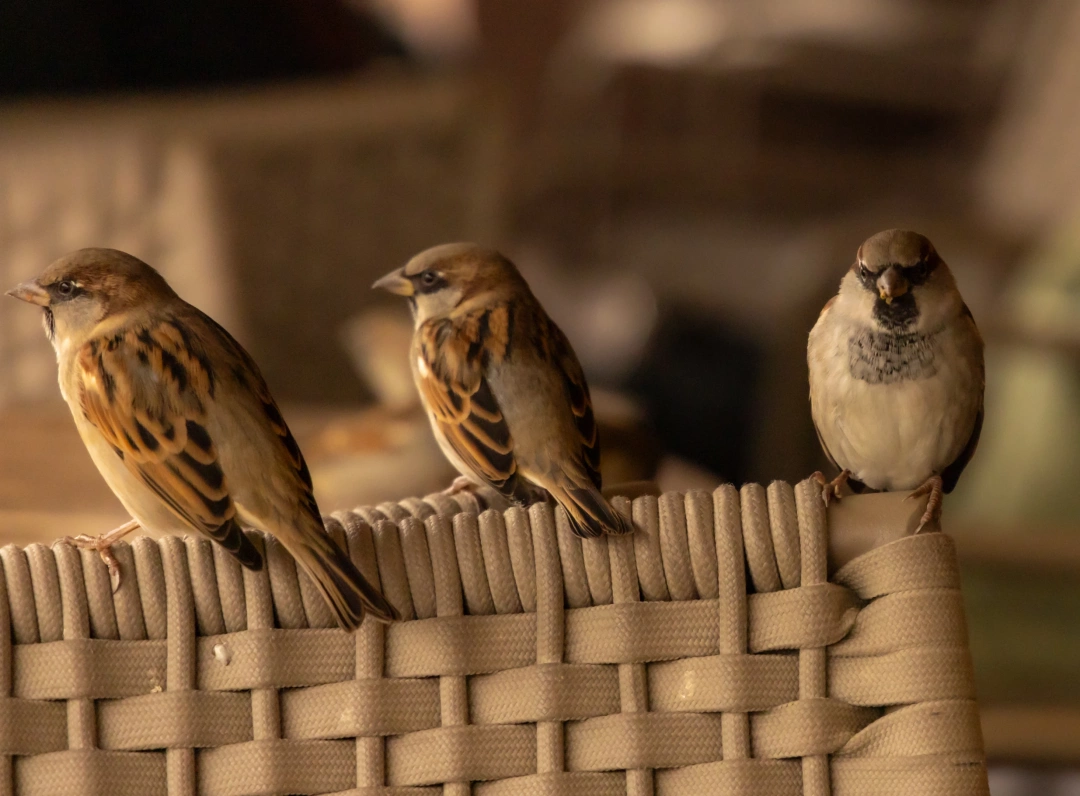 yahyakaptan-arastaavm-serceler-kahve-dunya / 16371