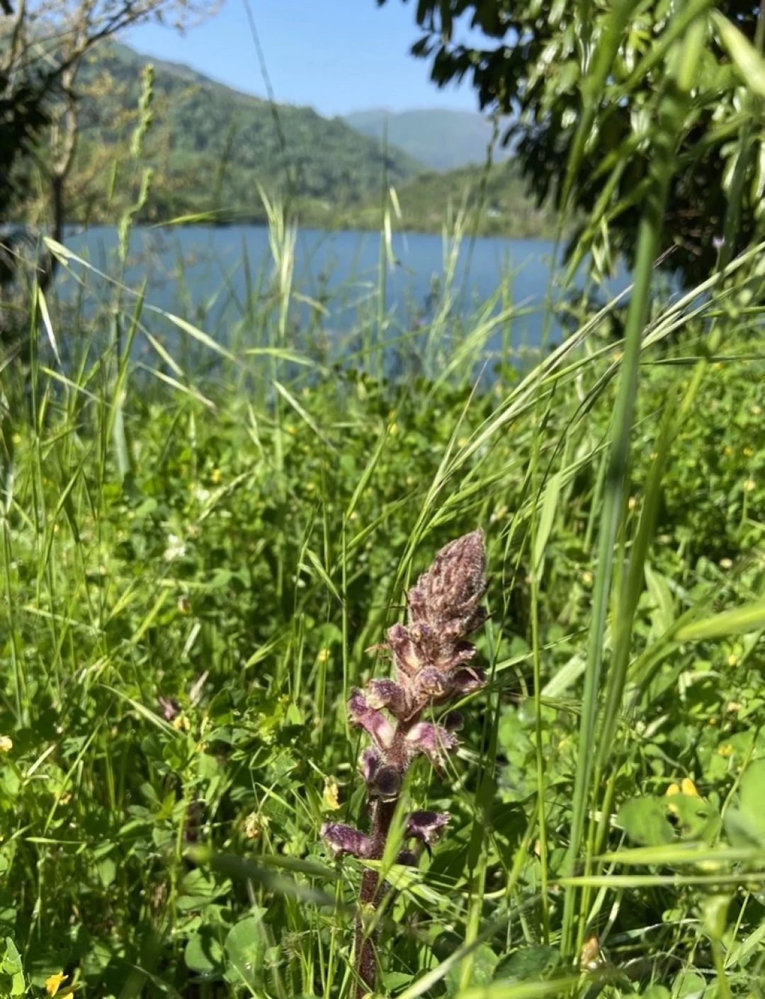 dogadatekbasina-yuvacik / 527