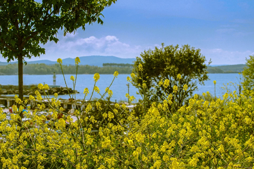 doga-cicek-sevdamizkocaeli / 3627