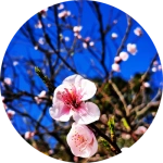 Aysegul-ugur-156003