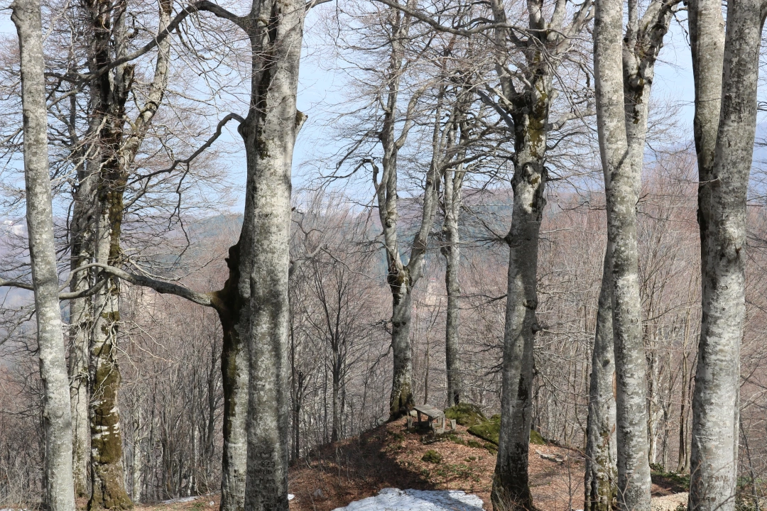 kuzuyayla-kartepe-orman / 9871