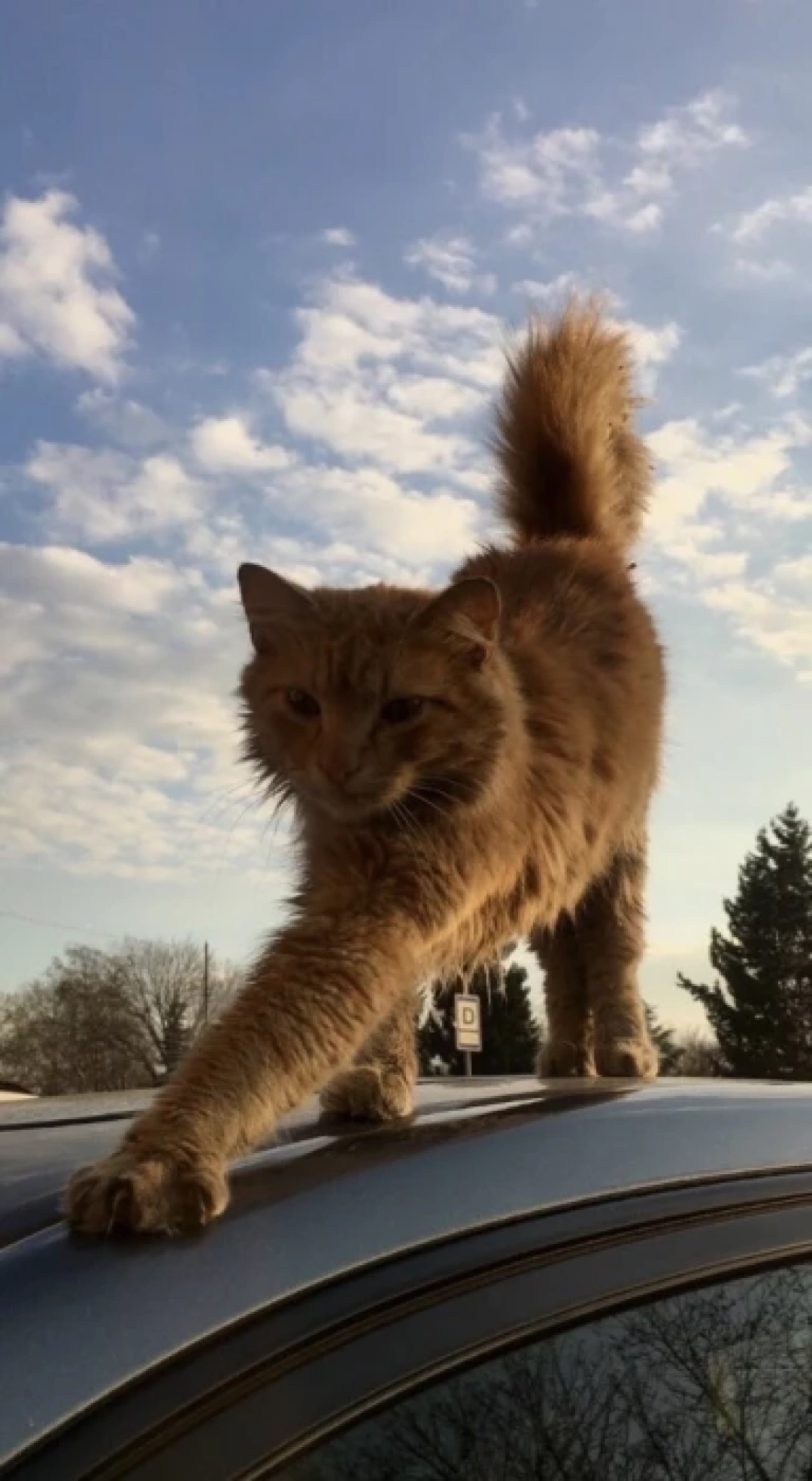 sevdamizkocaeli-izmit-kesfet-hayvansevgisi-kedi / 2330