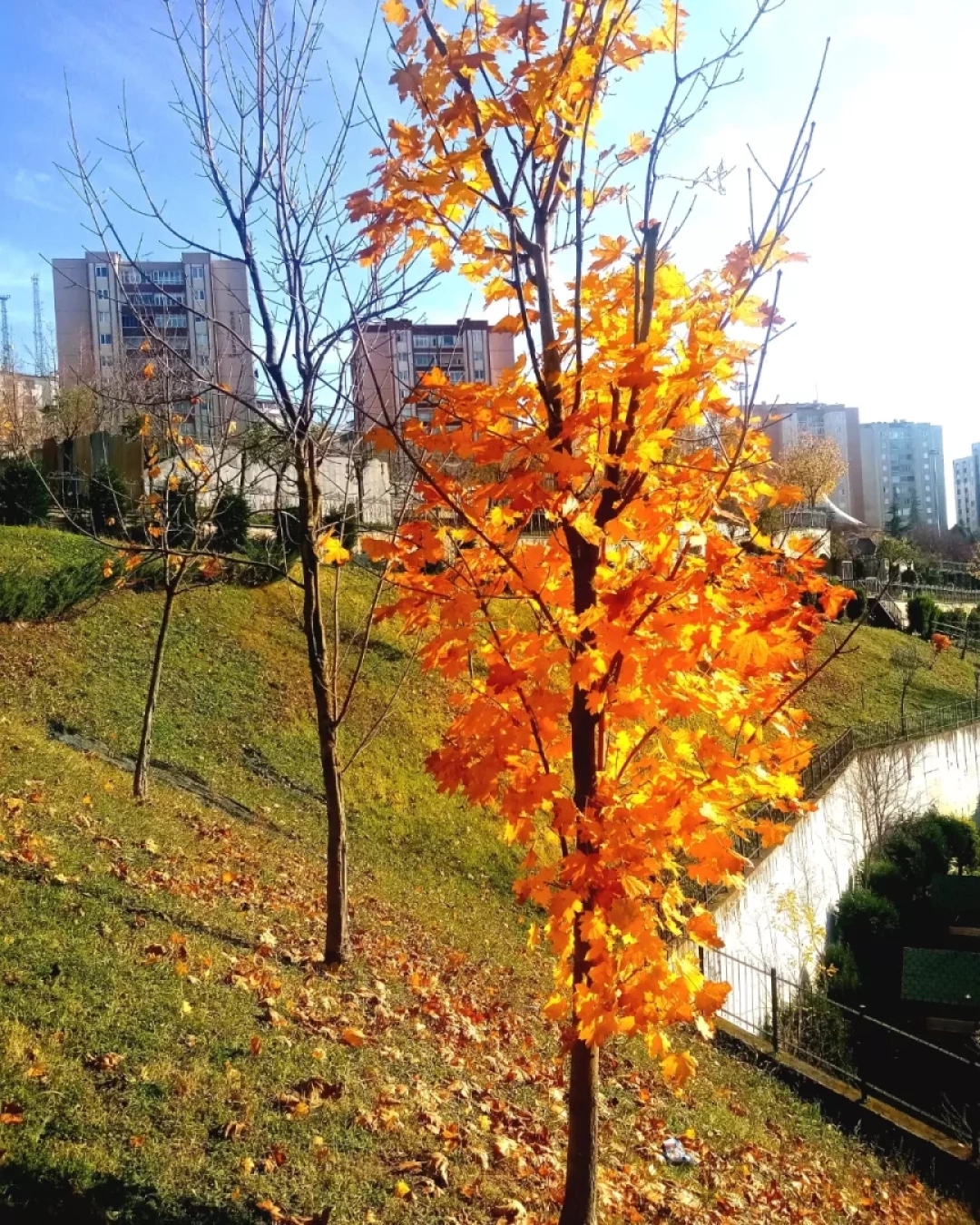gebze-yenikentte-sonbahar-gebzeyenikent / 7930