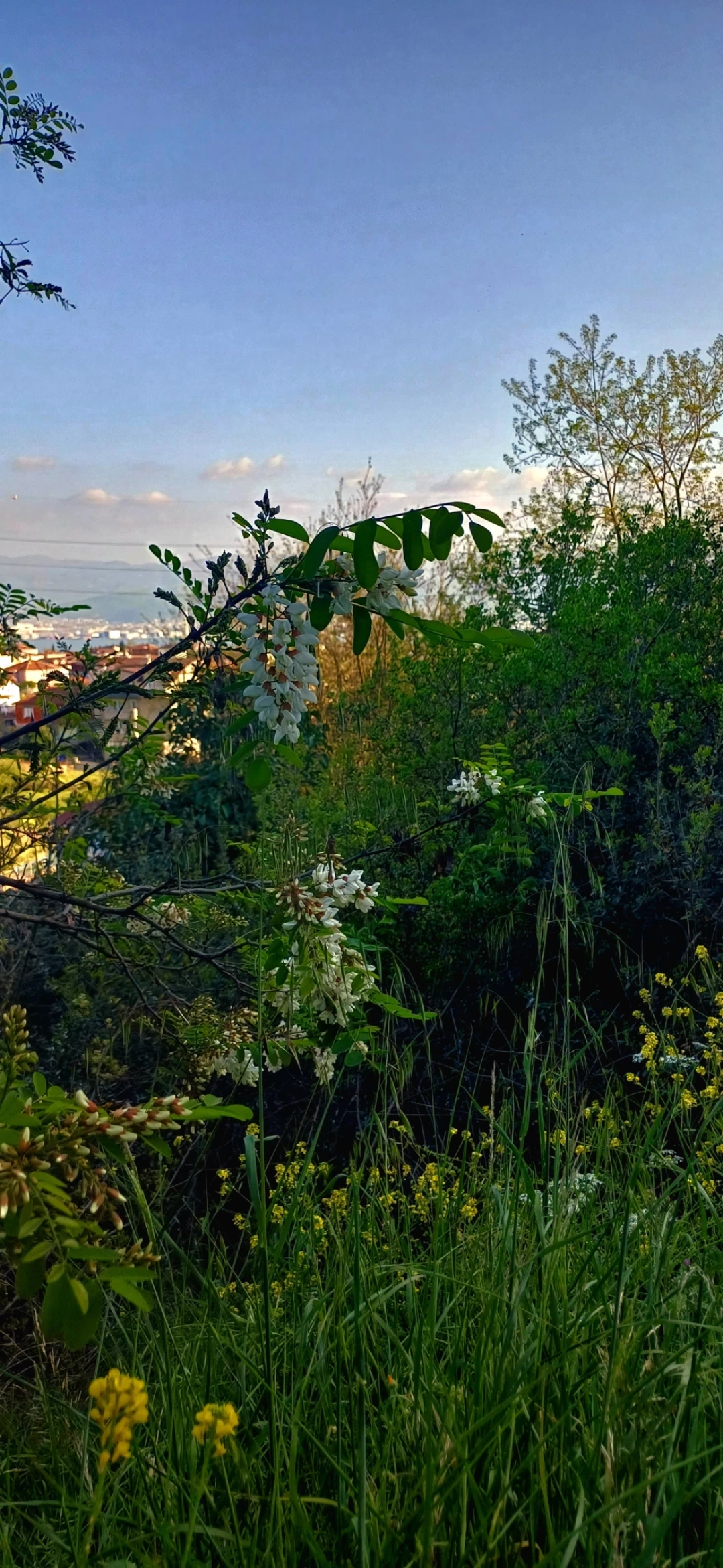 baharin-guzelligi / 10190