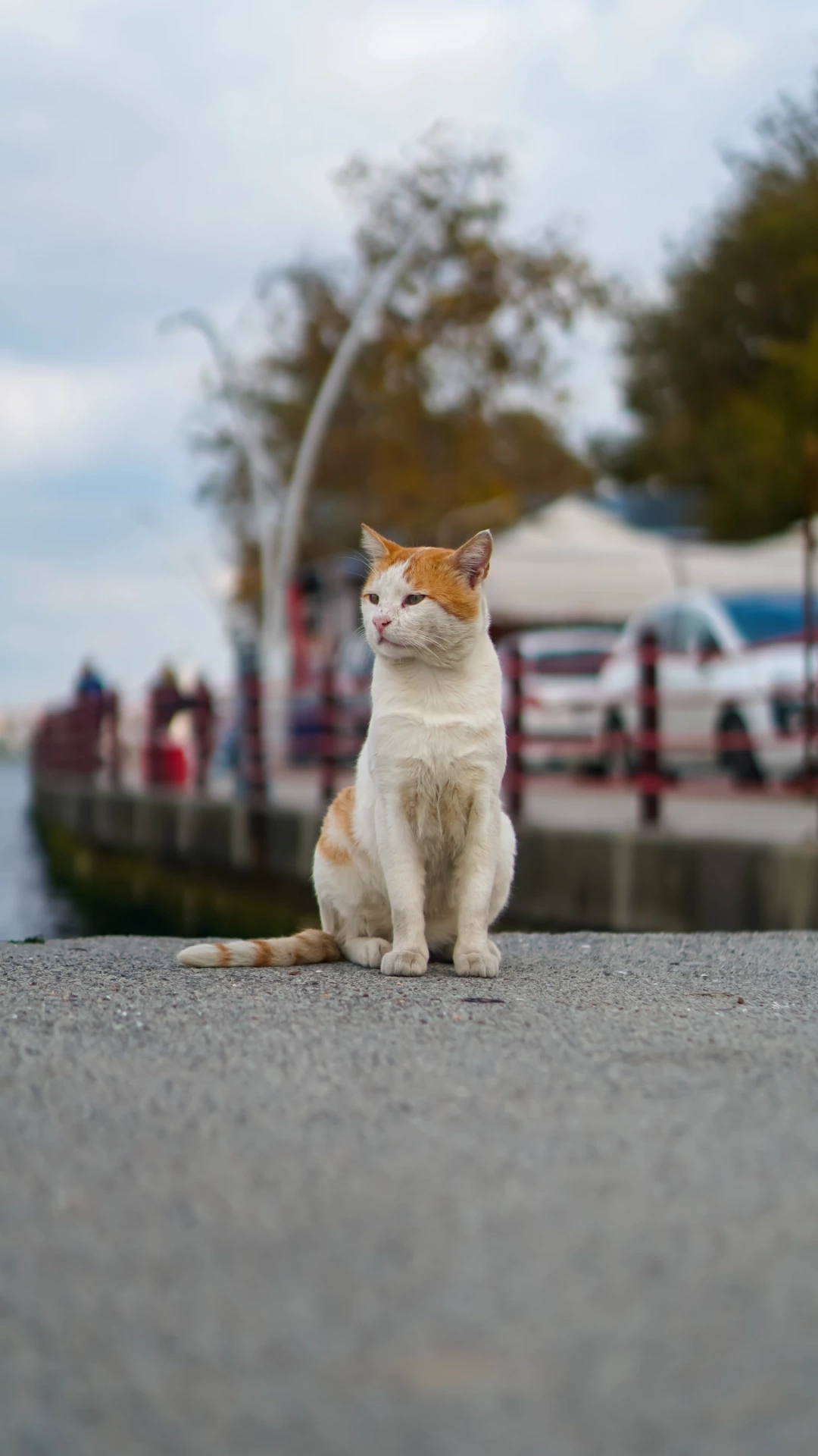aslan-gibi-avina-odaklanmis-degirmendere-kedi / 1290