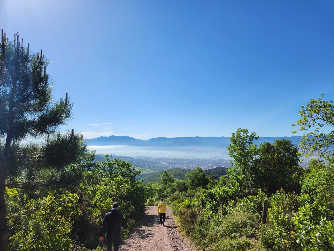 ormanlik-alan-yenikent-derince / 11790