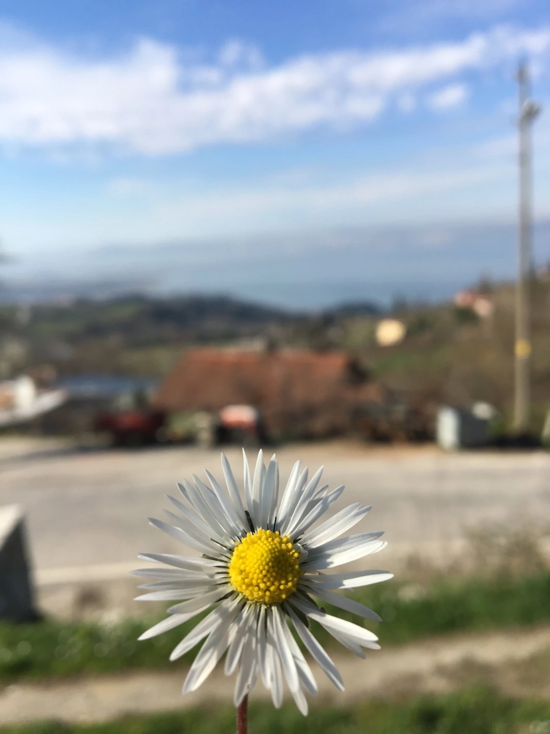 papatya-fali-karamursel-oluklu-sevdamizkocaeli / 5590