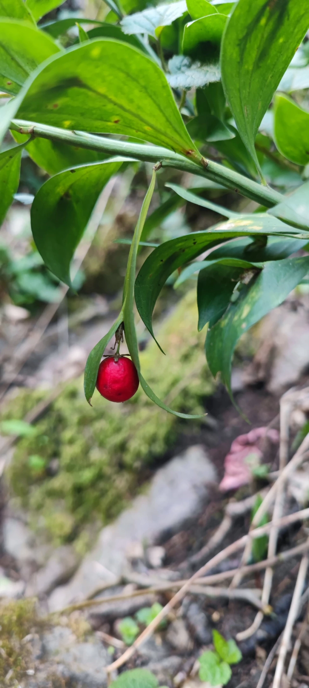 izmit-kocaeli-heykel-izmitcarsi-orduevi-sekapark-kolordu / 15452