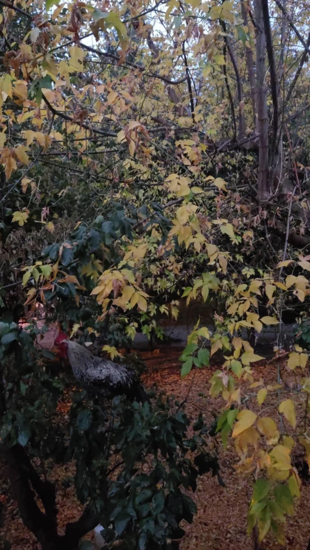 golcuk-sonbahar / 13952