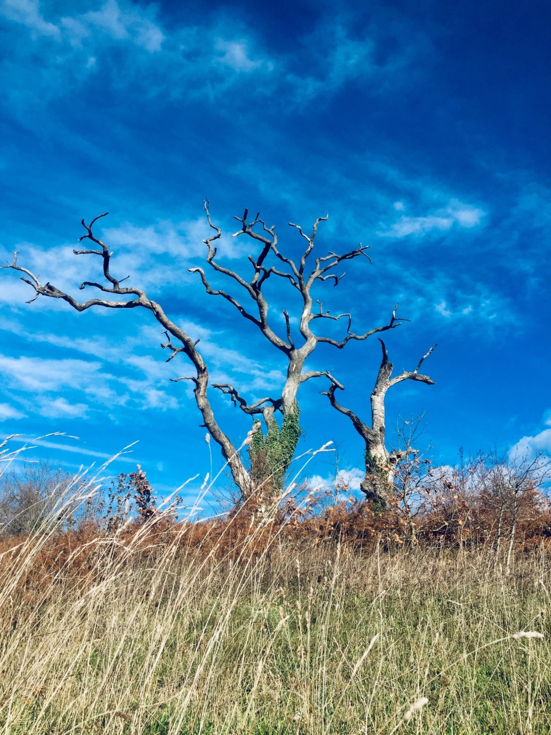 izmitkandira / 10696