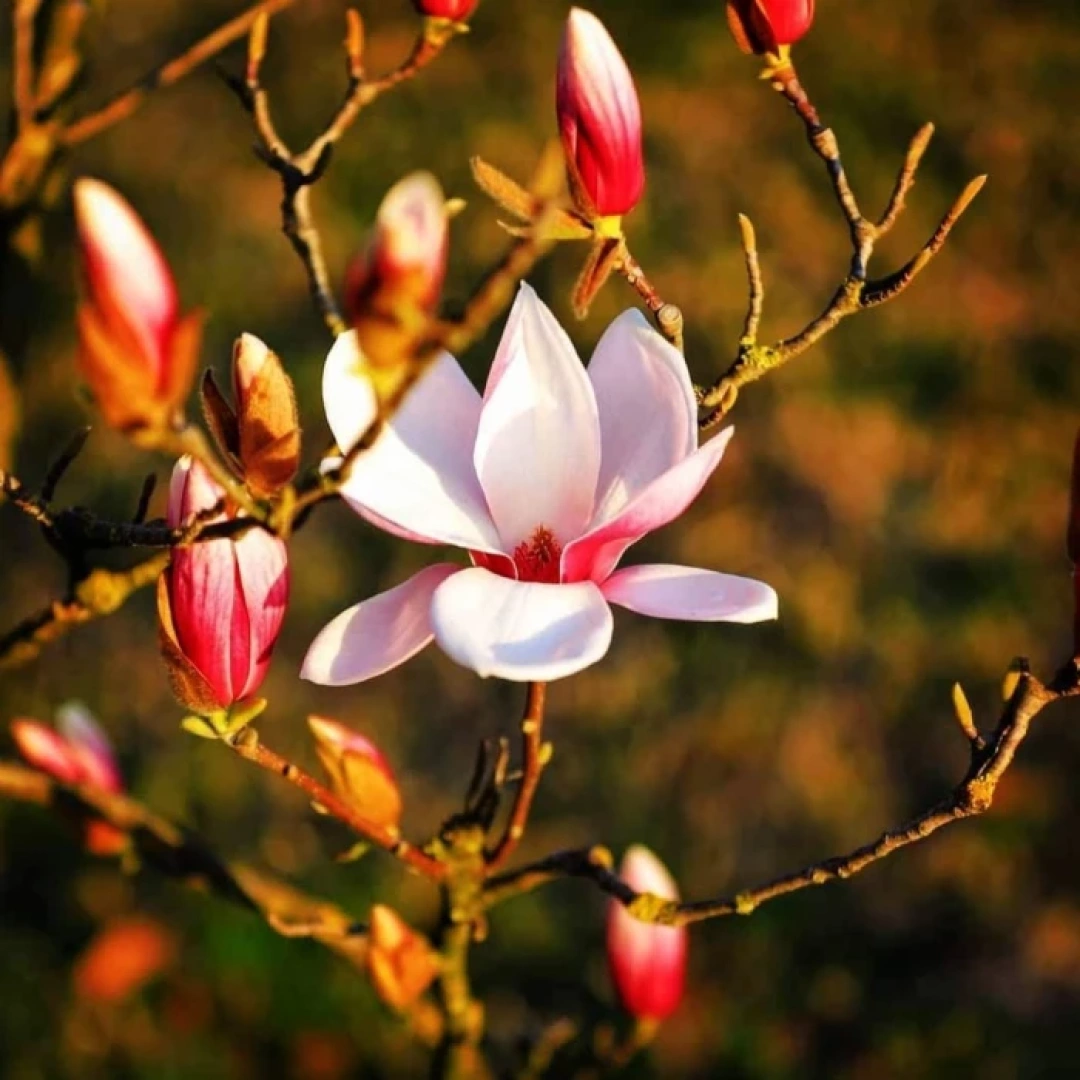 sekapark-kocaelisahilleri / 1196