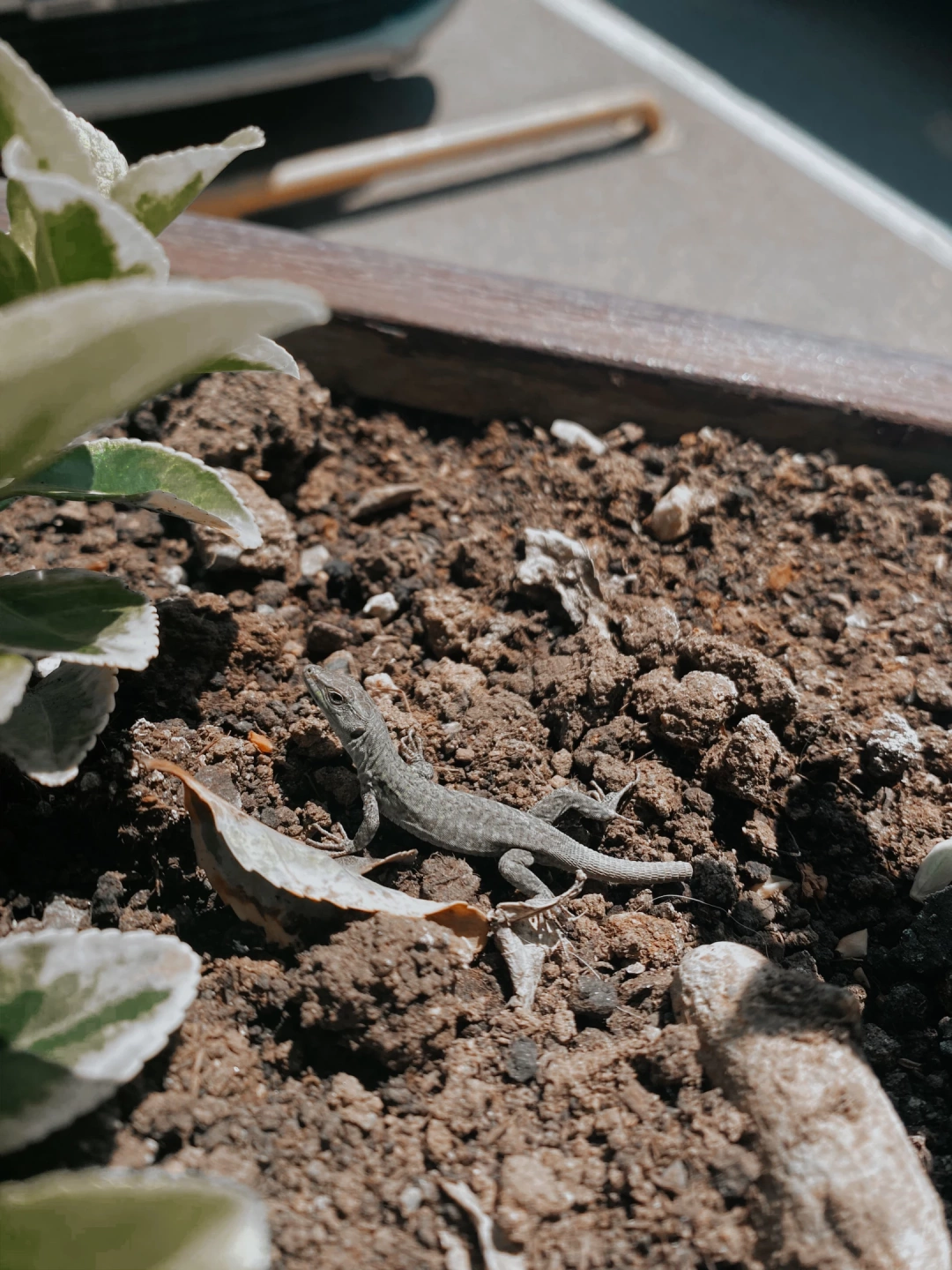 kocaeli-outletcenter-kertenkele-cekim / 3152