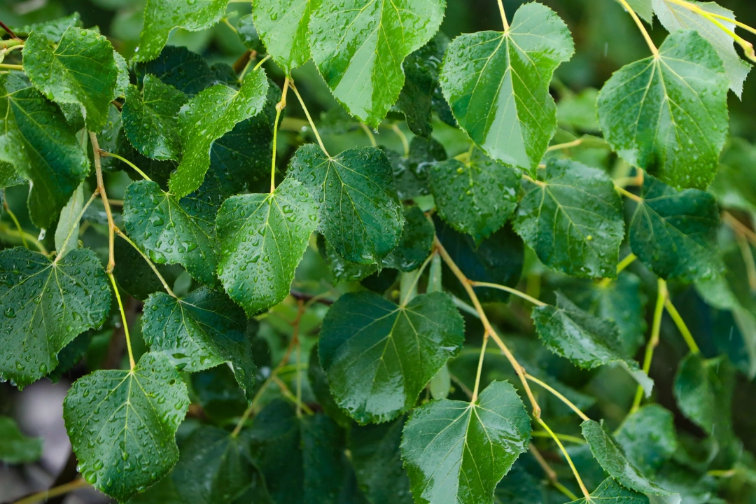 yagmur-doga-yesil-huzur-izmit-damlaciklar / 9118