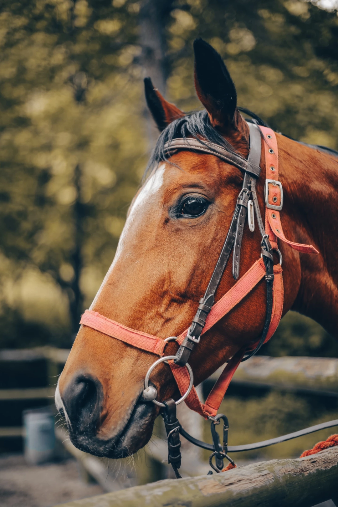 cinarlidere-atli-guvenlik / 6418