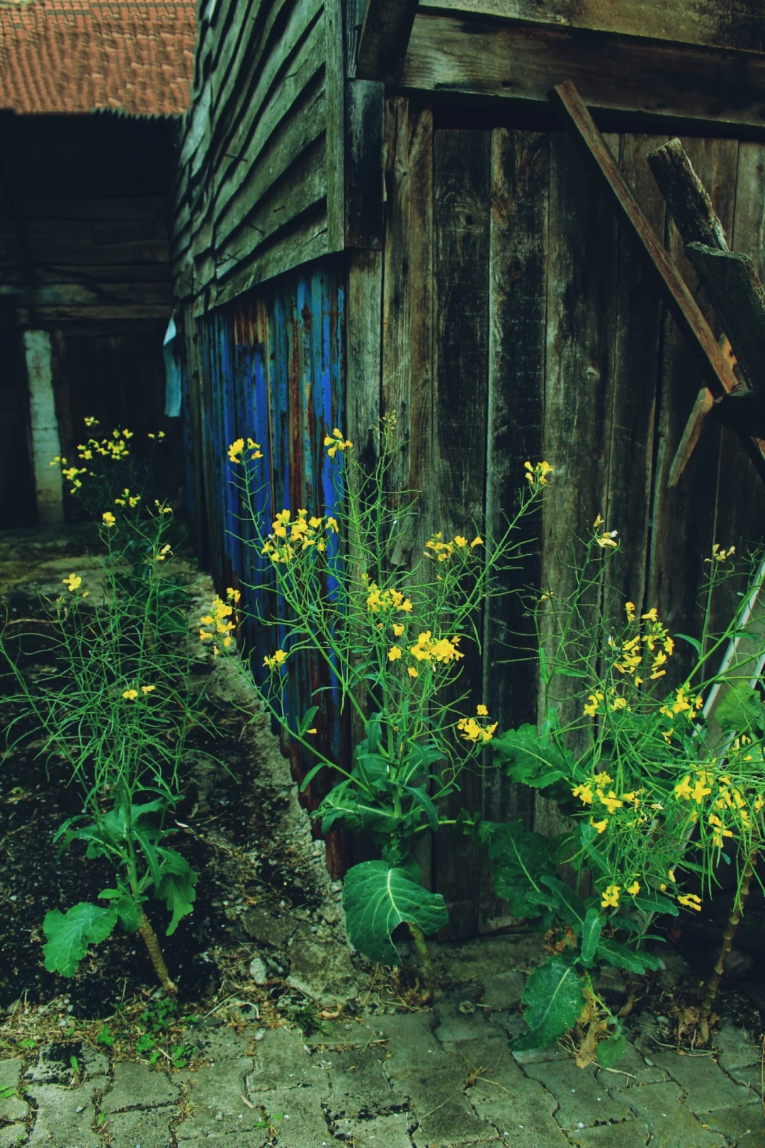 kocaeli-servetiye-koyu-hayat-istedigi-yerde-ciceklenir / 10718