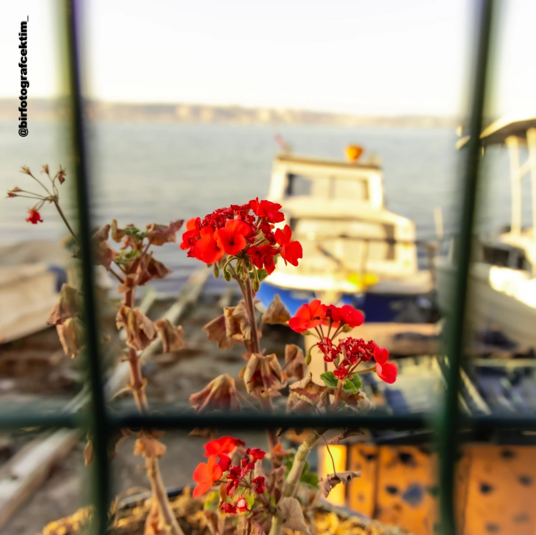 basiskele-sahil-kirmizi-cicek / 10462