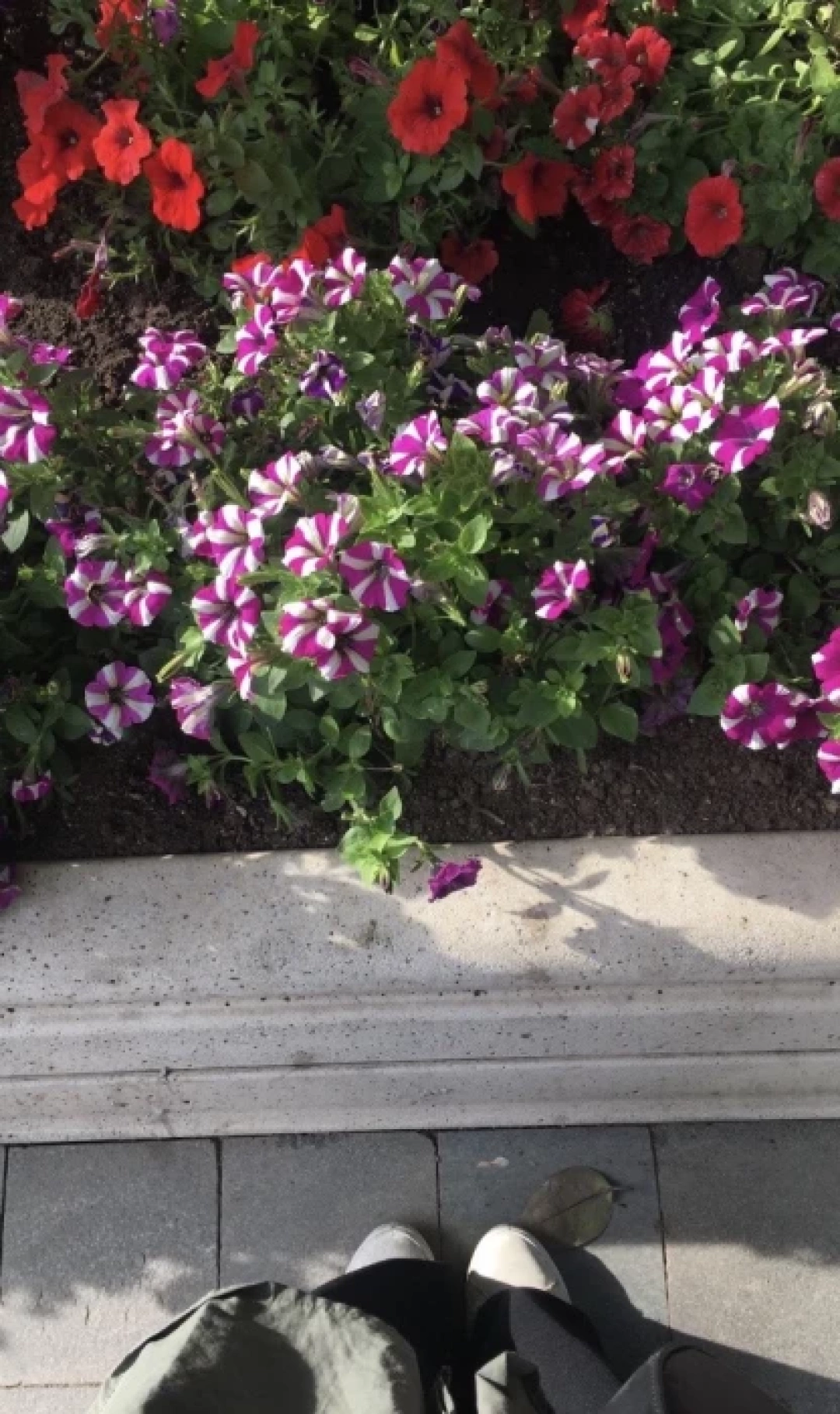 izmit-carsi-sevdamizkocaeli-izmit-kesfet-cicek / 2018