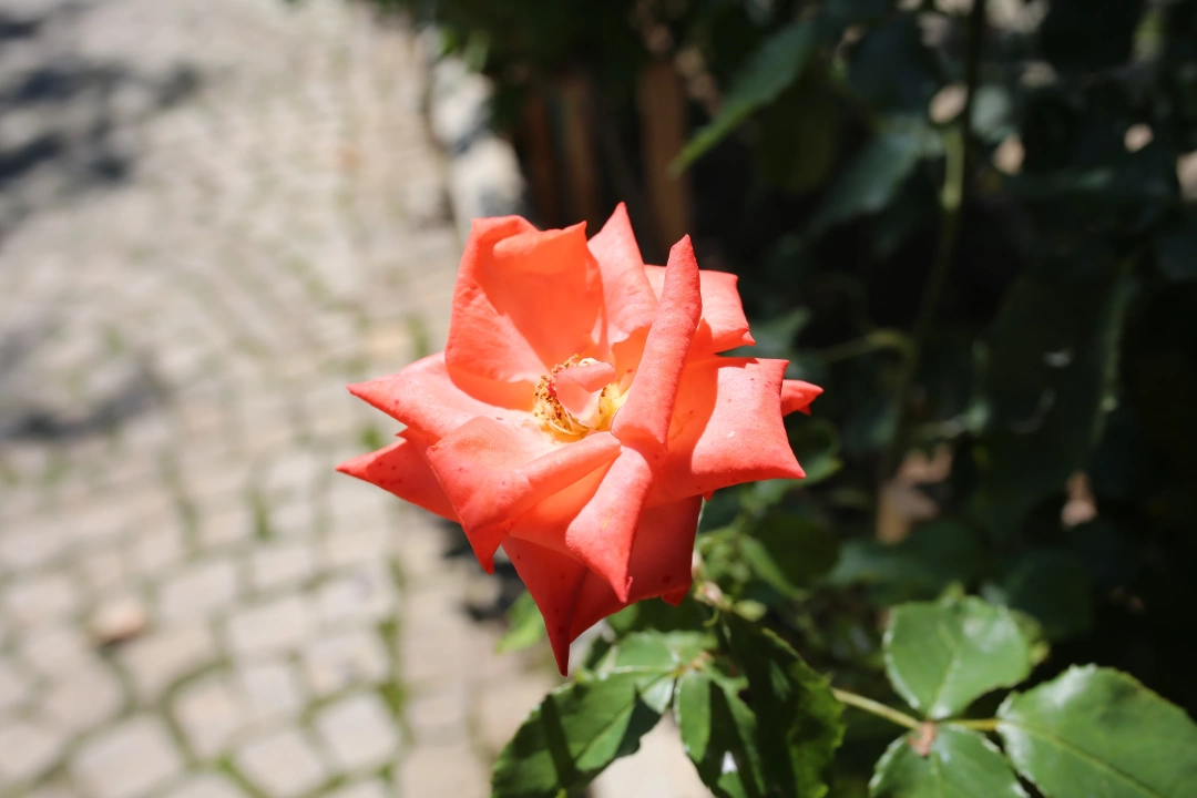 mutlusehirkocaeli / 2718