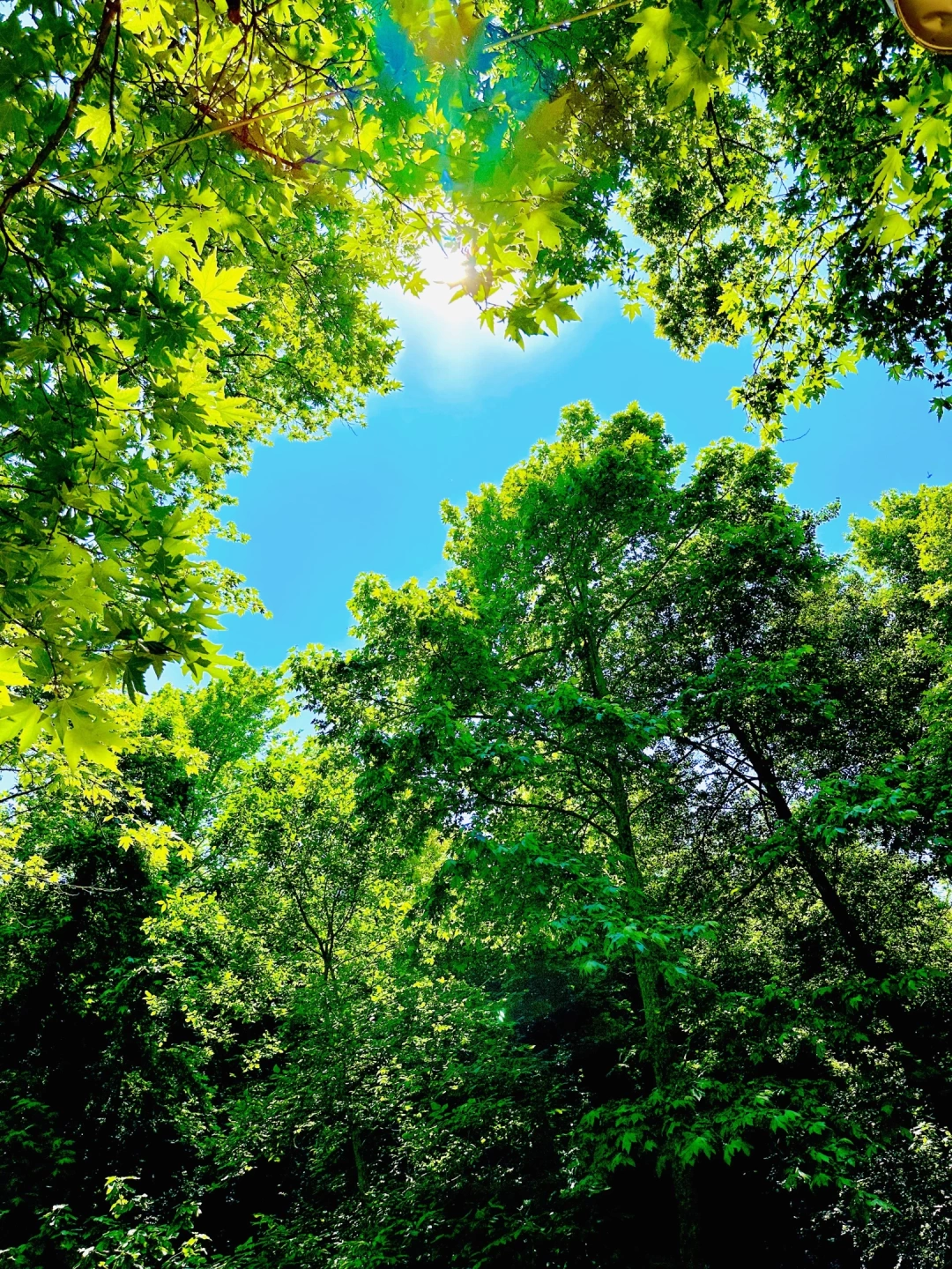 karamursel-avci-koyu-hasan-pinar-mesire-alani-kocaeli-karamursel-karamursel-karamurselavcikoyu-avcikoyu-merdigoz-hasanpinar-agac-yaprak-gunes / 3118