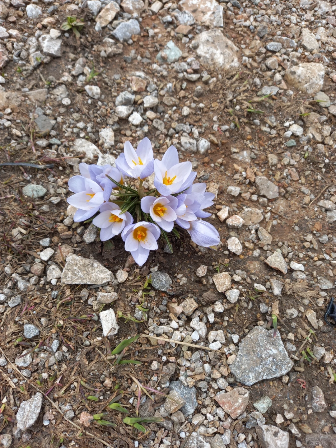 kartepe-kbb-kardelen-mucize-kocaeli / 1780