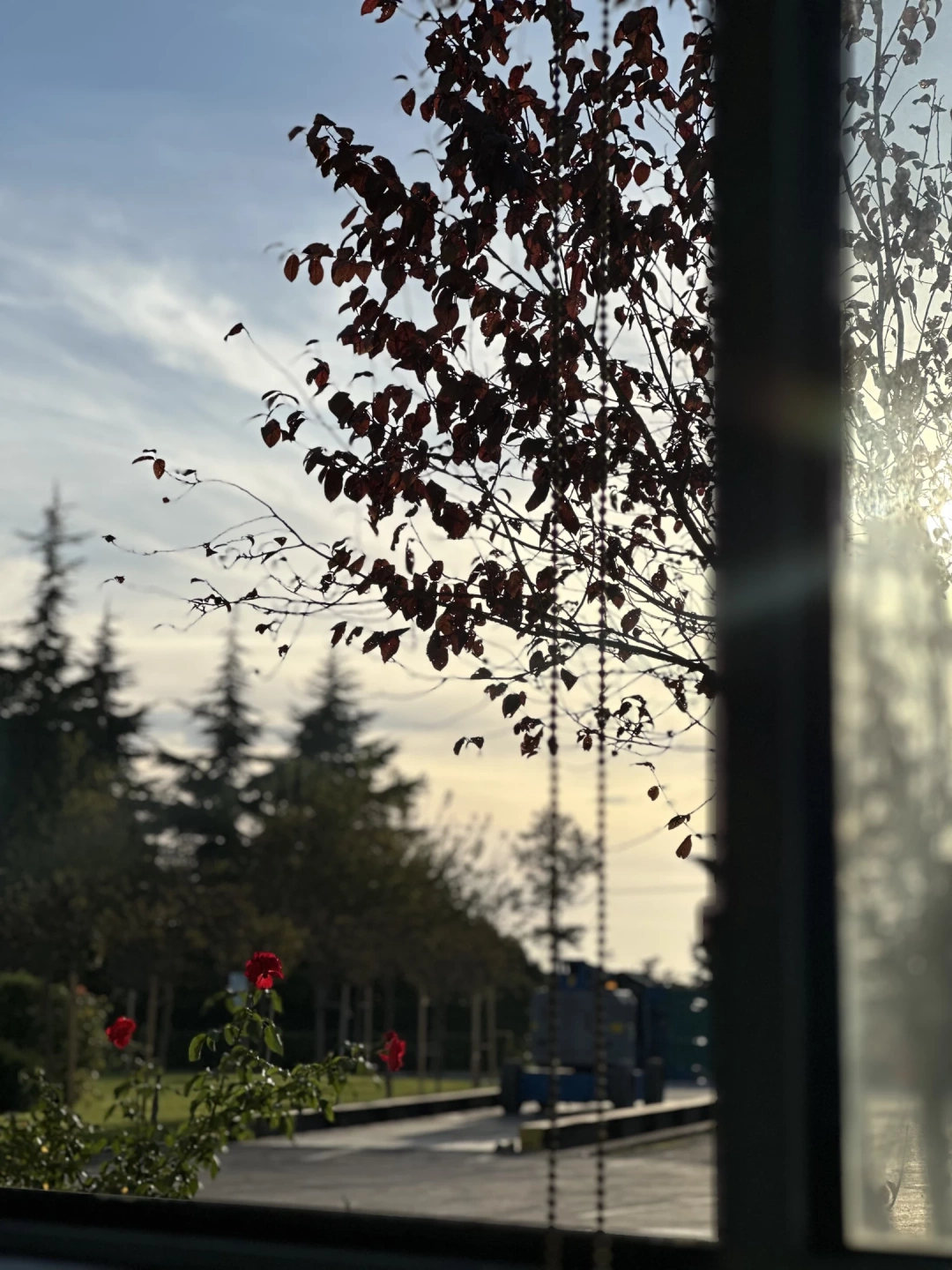 cayirova / 8217