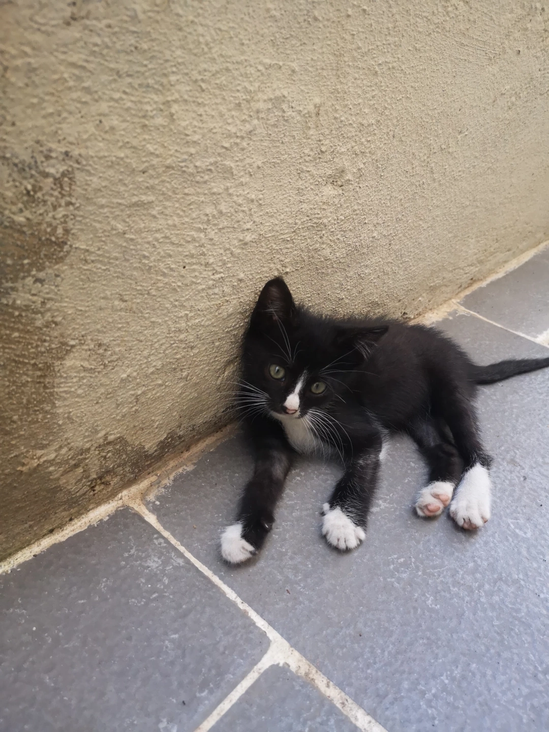 derincenin-minik-kedisi / 16017