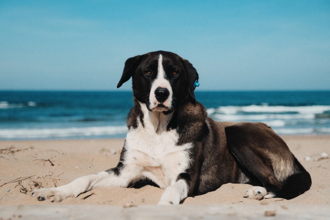 kocaeli-kerpe-kumcagiz-plaj-sokakhayvanlari / 15861