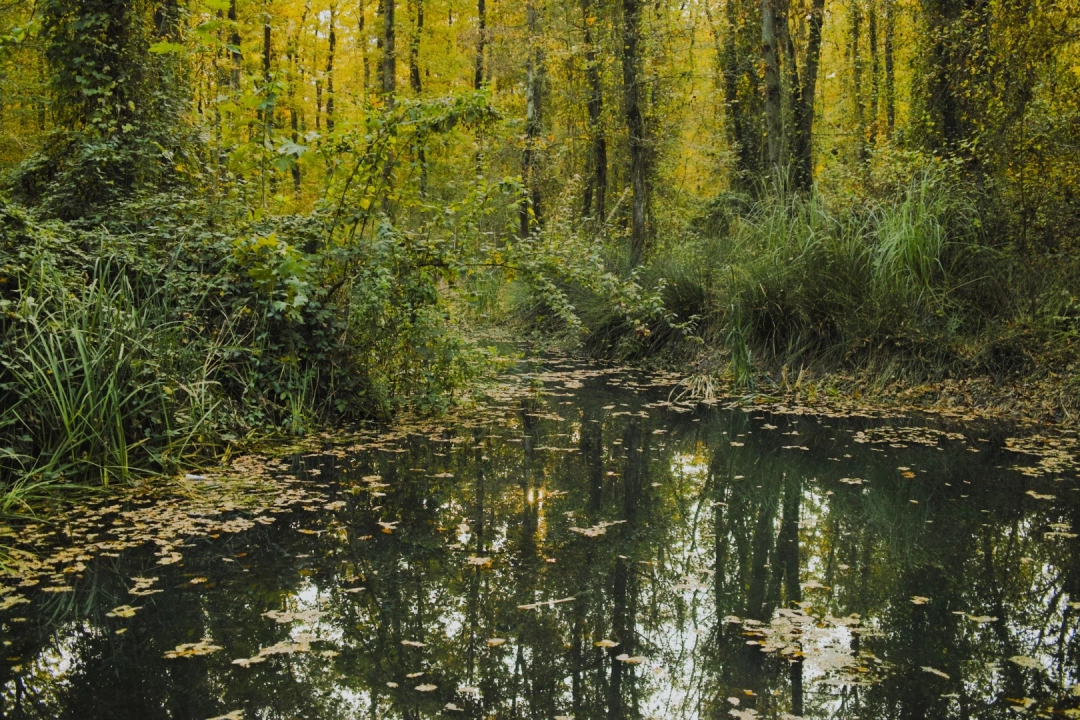 ormanya-ormanya-kartepe / 16317