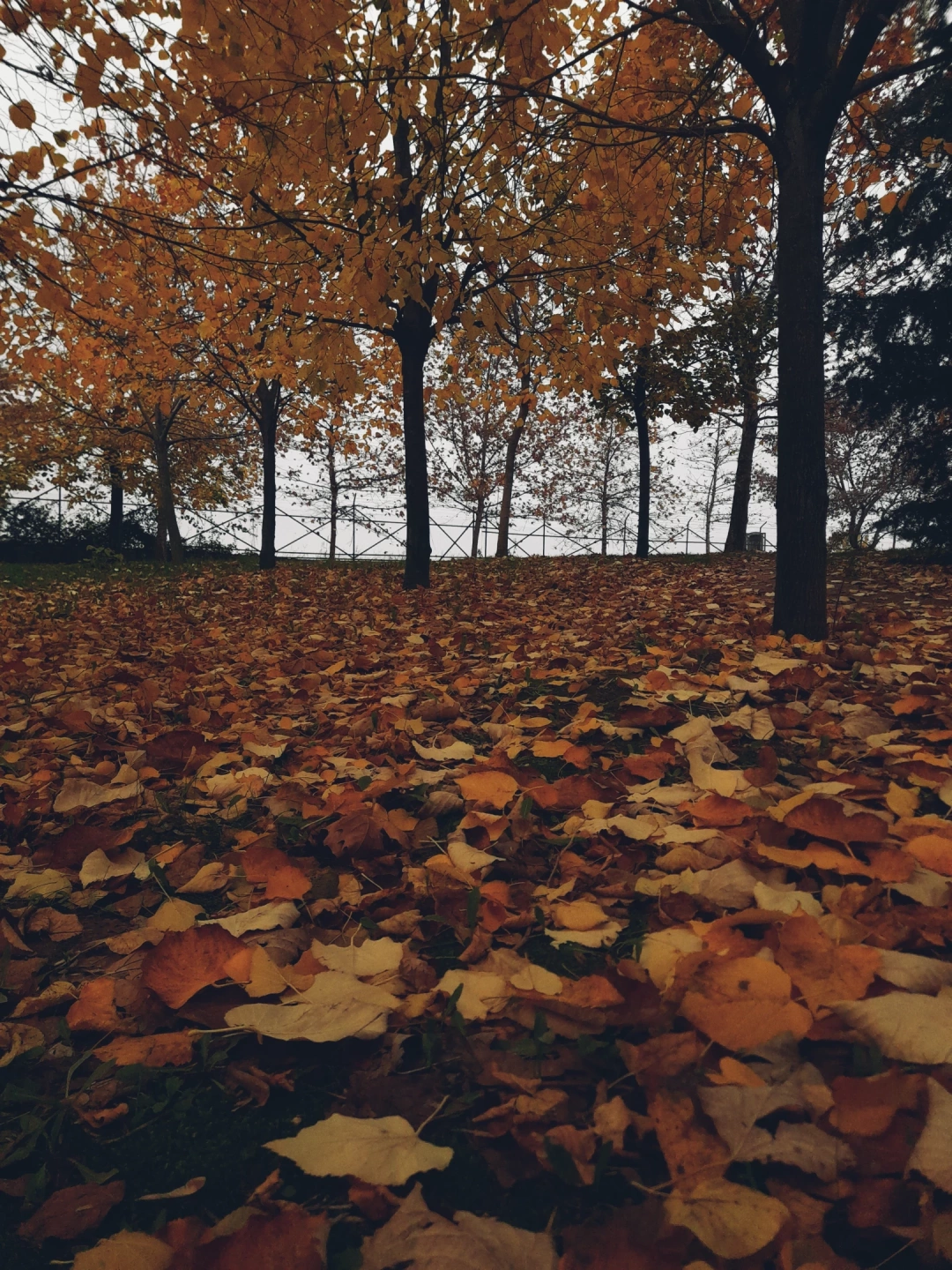 derince-derinceyenikent-yenikentparksonbahar / 10317