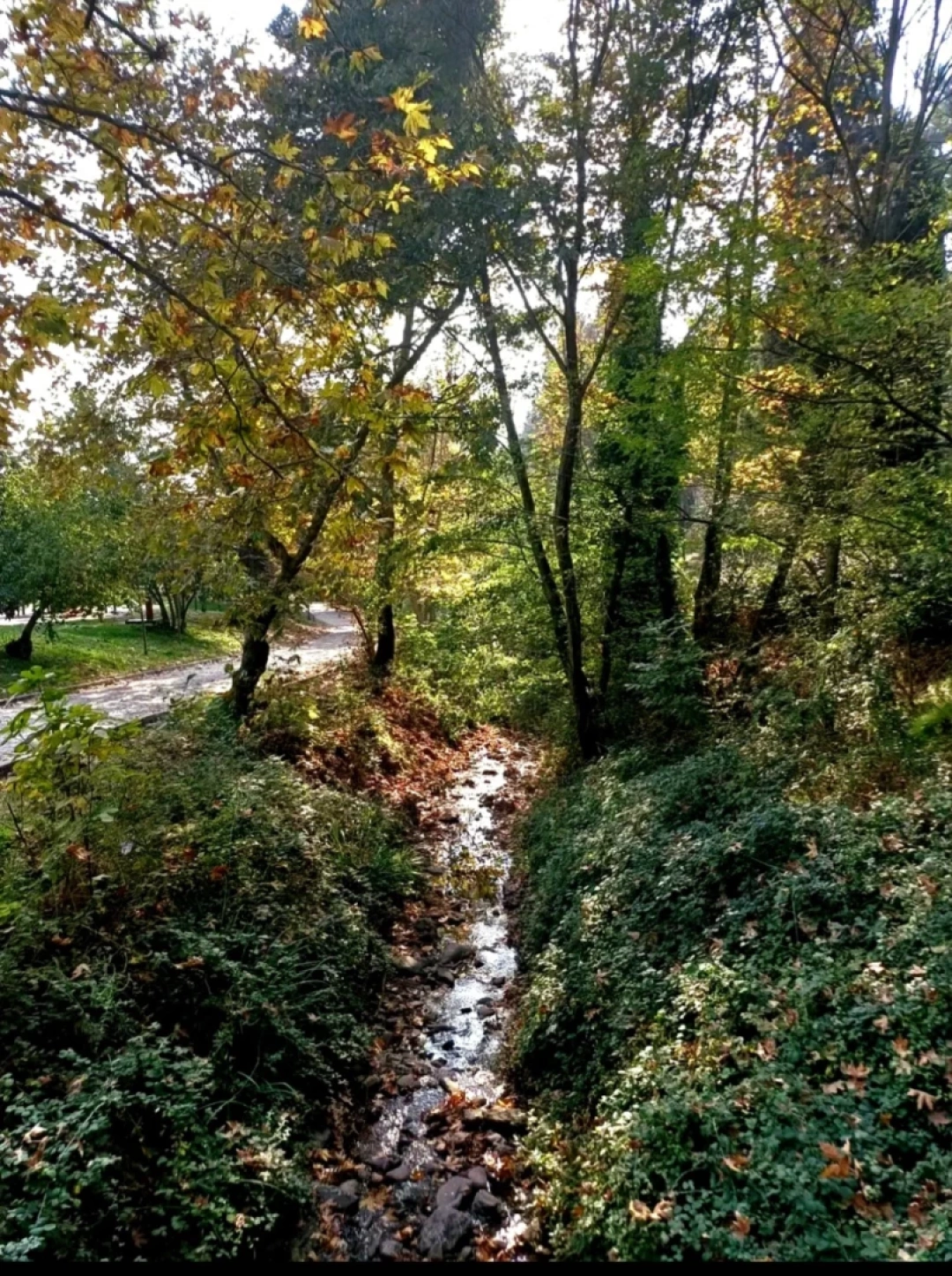 camlik-derince-kocaeli / 10561