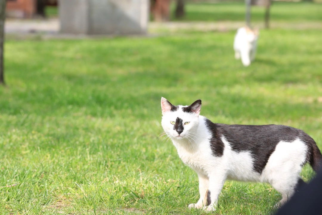 mutlusehirkocaeli / 2717