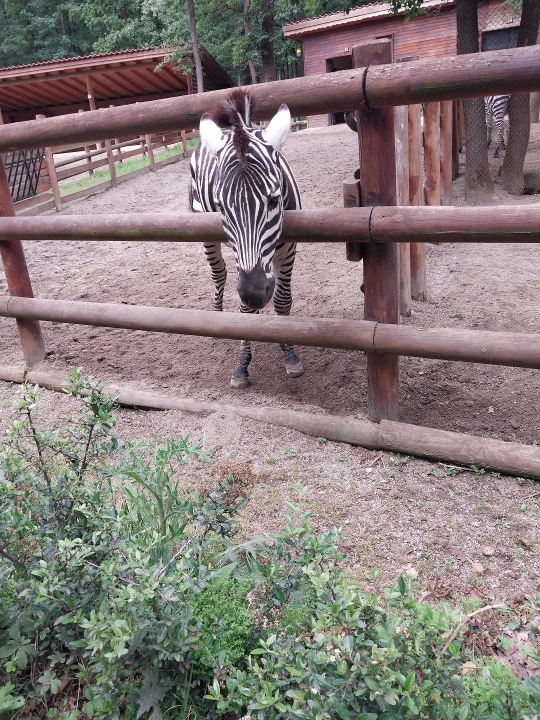 zebra / 12561