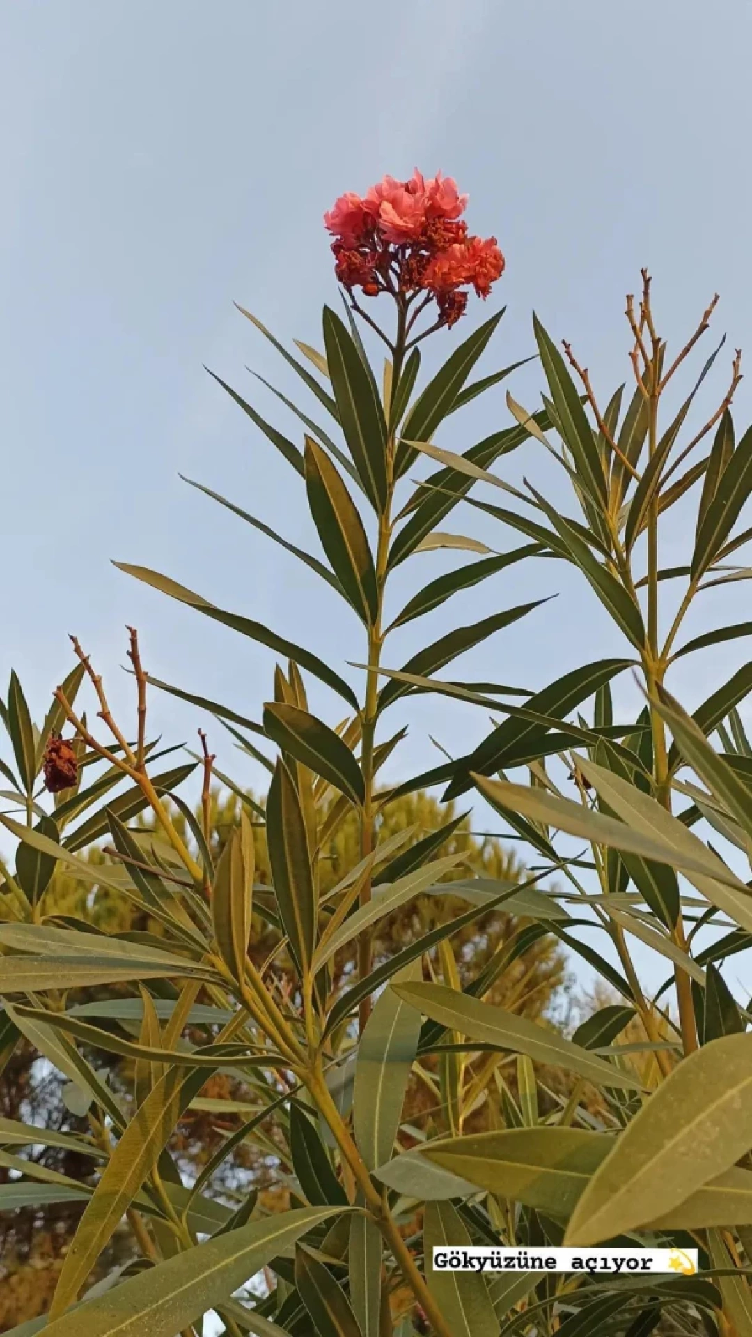 gokyuzune-uzanmaya-calisiyor / 6916