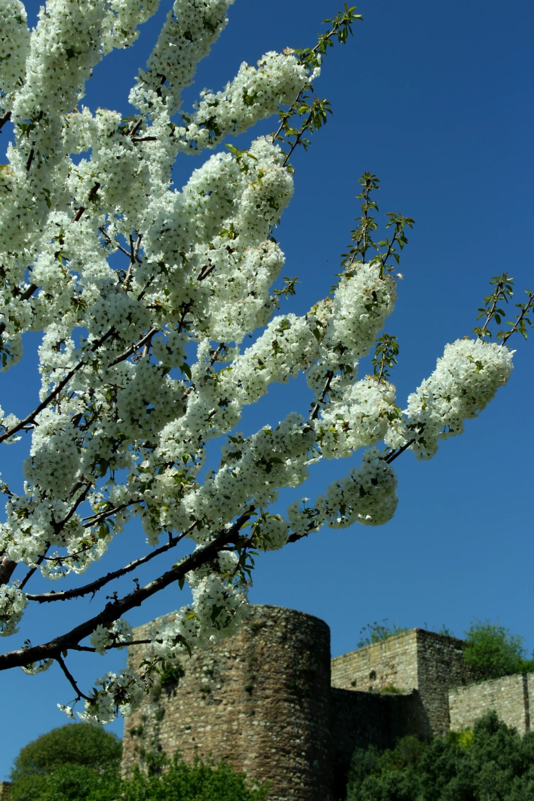 gebze-eskihisar-kale / 10416