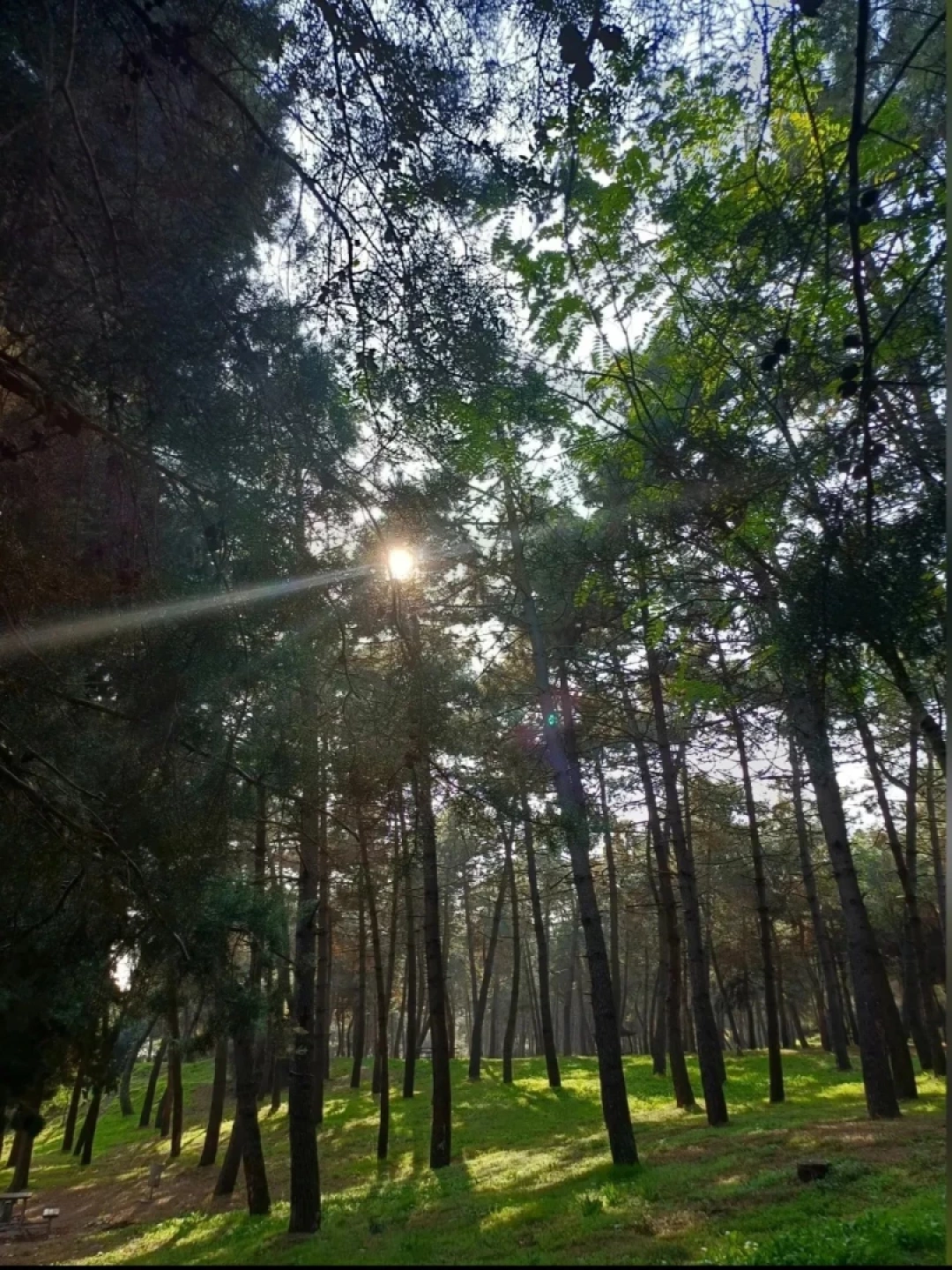 camlik-derince-kocaeli / 10560