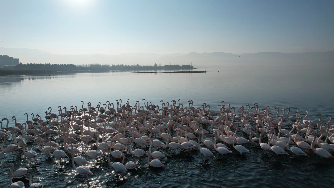 izmit-korfezi-flamingolar-at-flamingolar-at-izmit / 5616