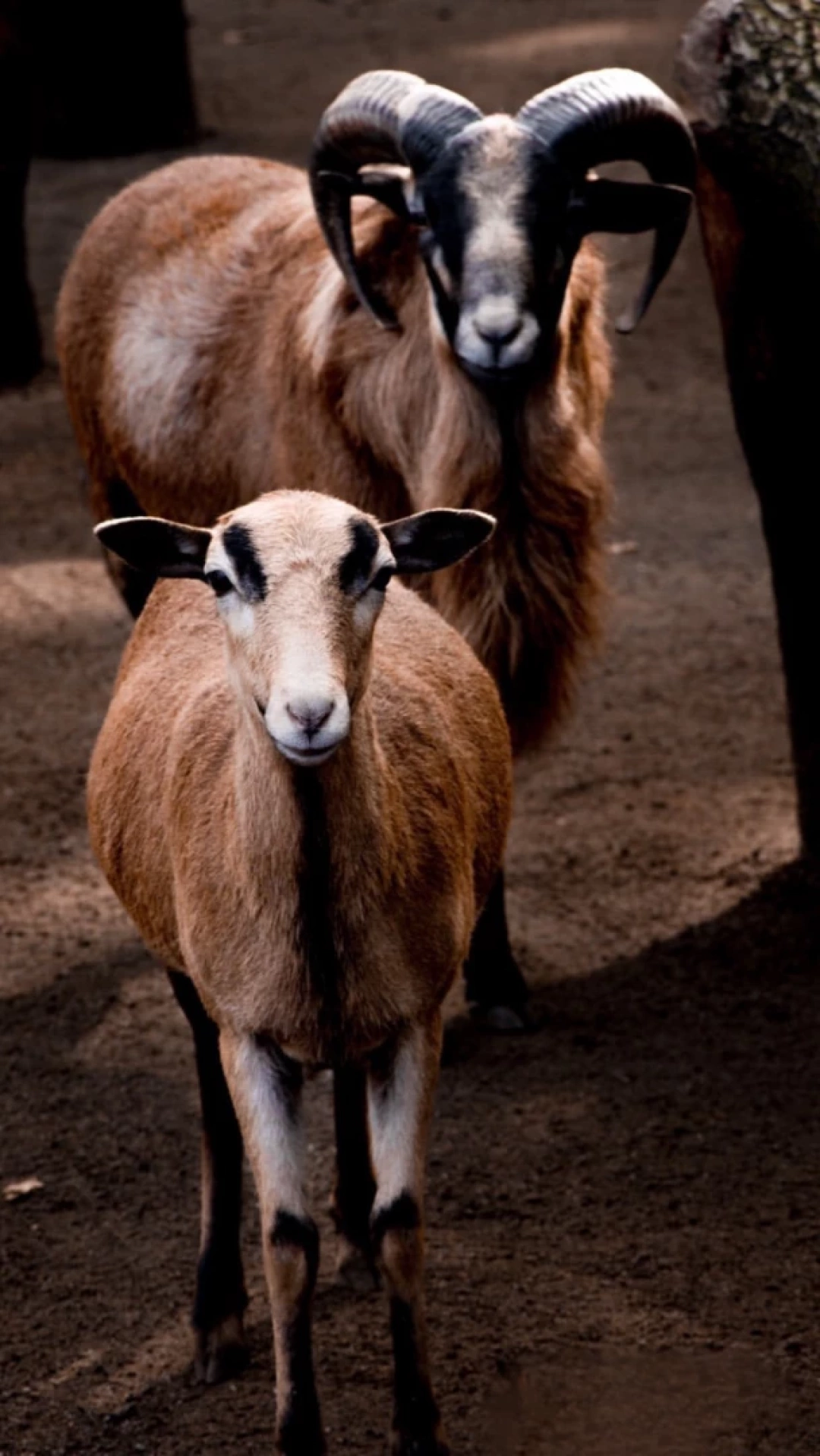 ormanyanin-guzellikleri / 2977