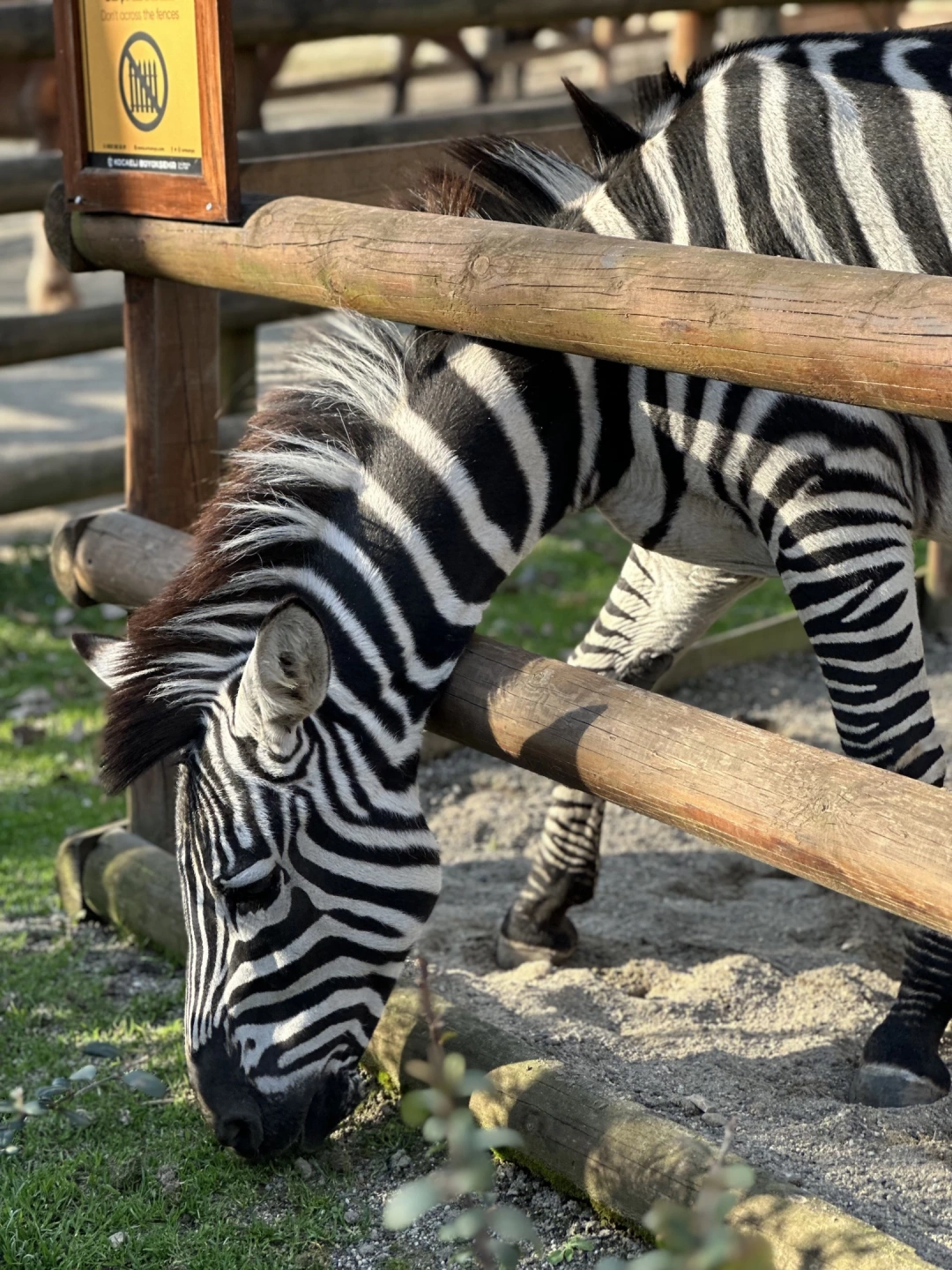 ormanya-ziyareti-ormanya-izmit-zebra / 9633
