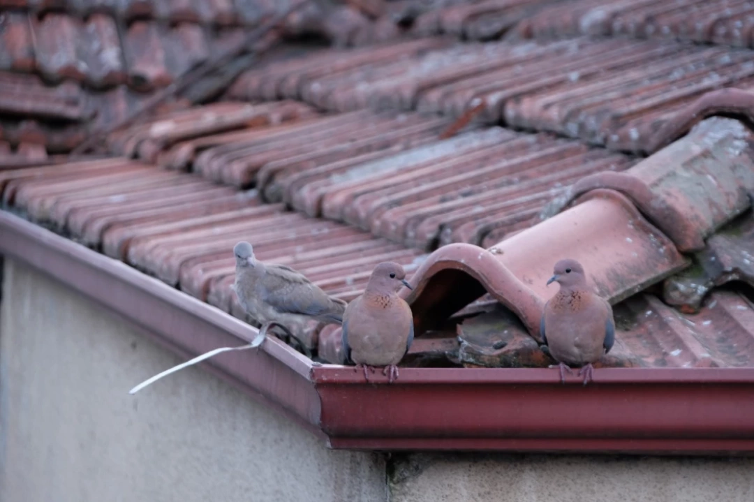 kus-hayvan-sevdamizkocaeli / 9033