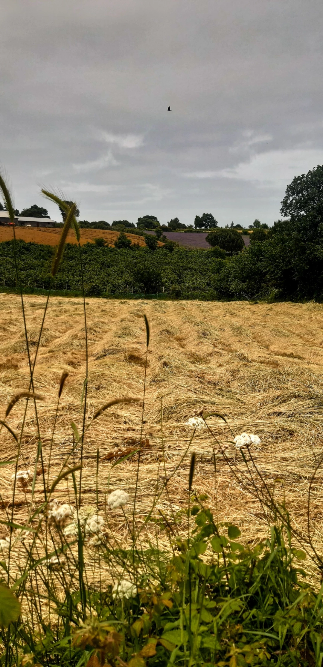 bagirganli-kandira / 13968