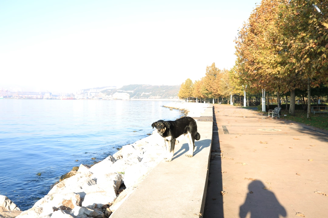 mutlusehirkocaeli / 2124