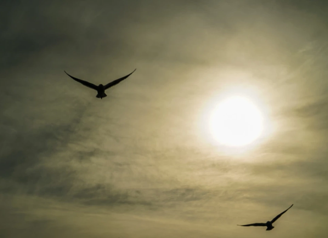 izmit-kocaeli-sahil-deniz-orduevi-izmitcarsi-kolordu-sekapark-heykel / 2924