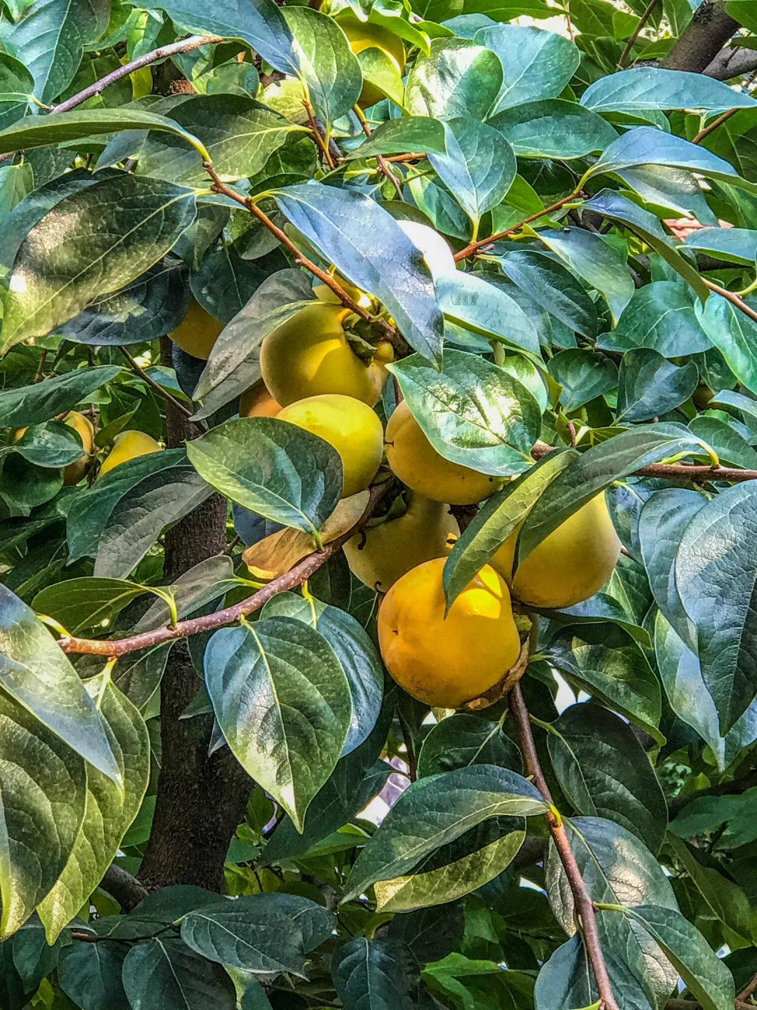 kocaeli-izmit-orduevi-halkevi-izmitcarsi-sahil-deniz-heykel-basiskele-yuvacik-sekapark-kolordu-sekakamp-akmese / 4868