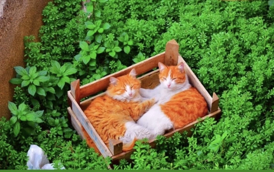 kedi-dost-sokakhayvanlari / 9213