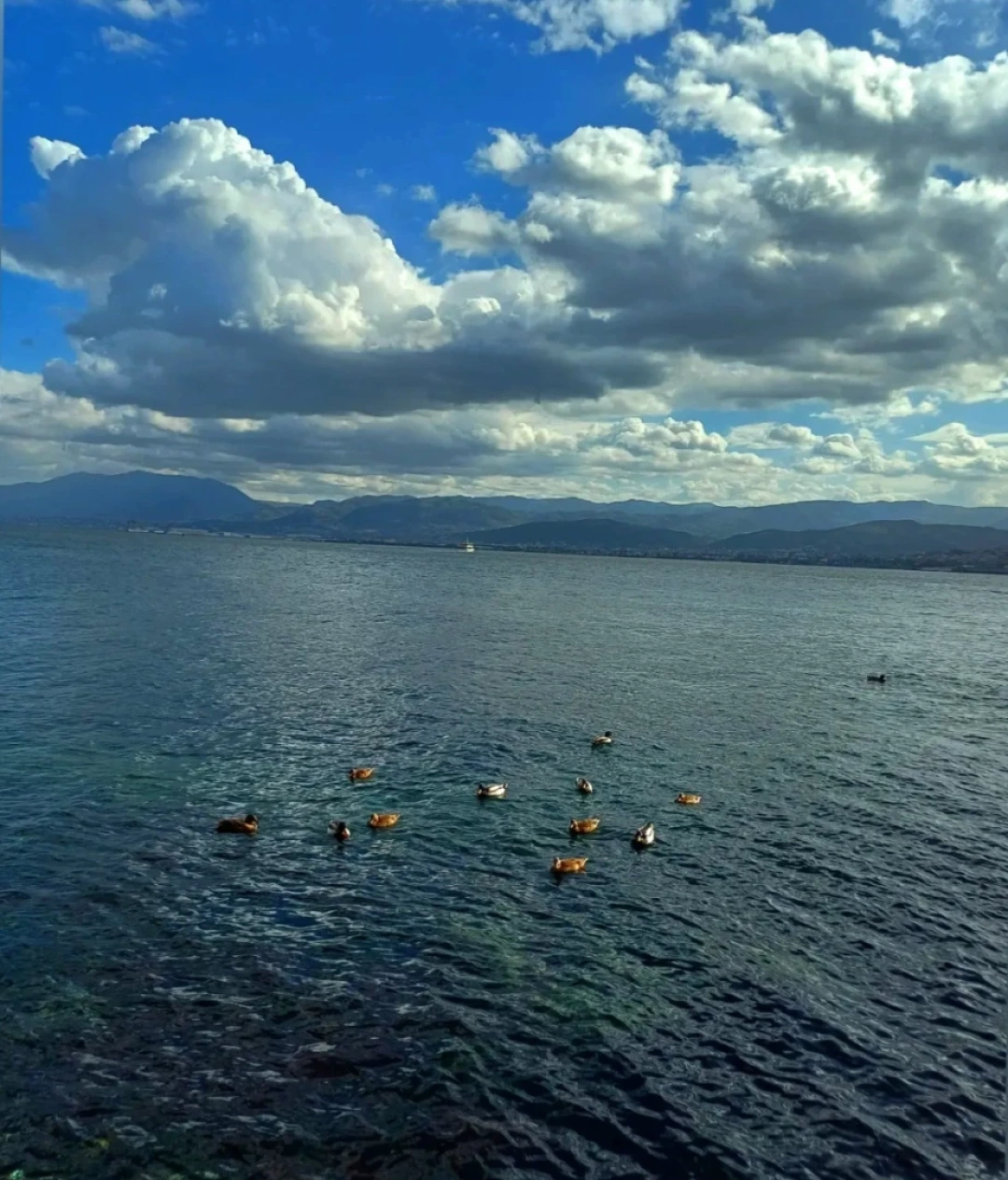 60-evler-sahil-derince-kocaeli / 10557