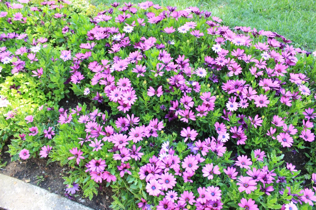 mutlusehirkocaeli / 2713