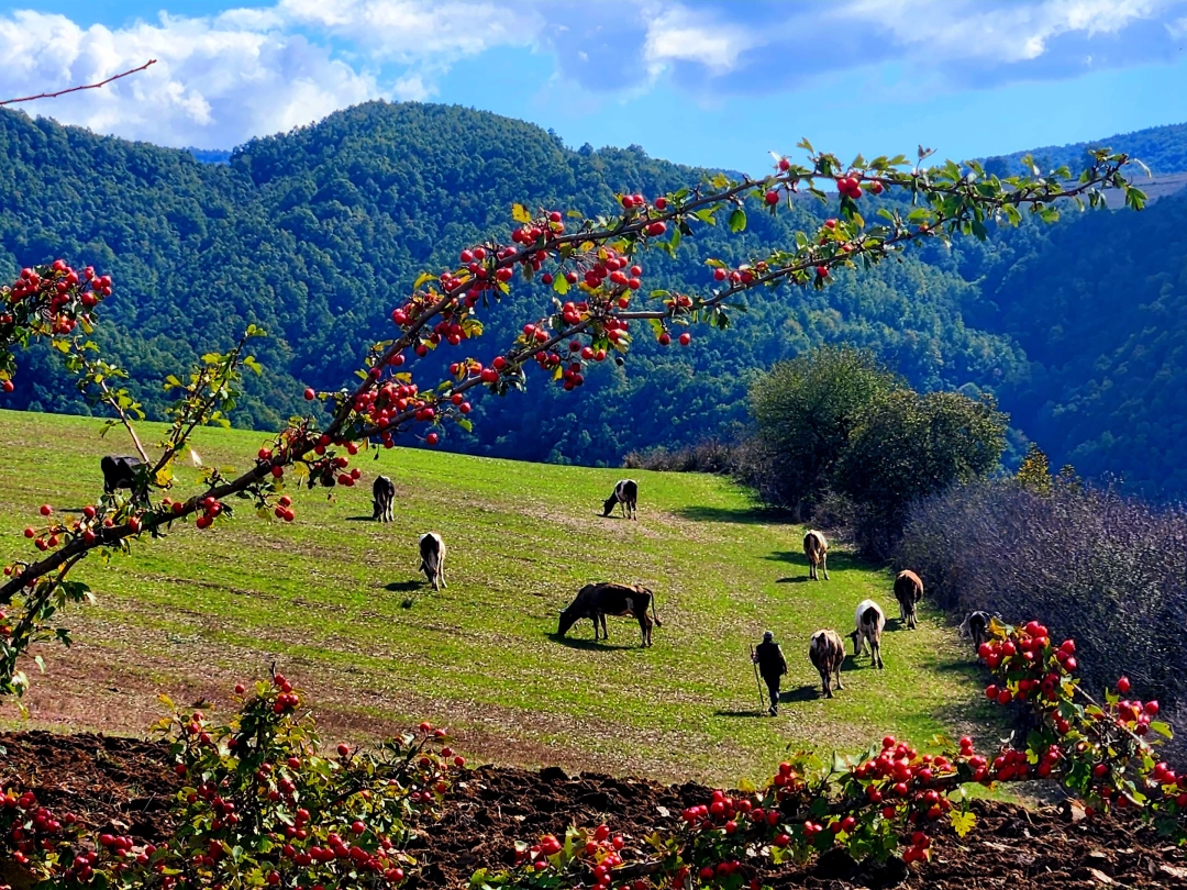 at-doga-doga-tabiat-inek / 16135