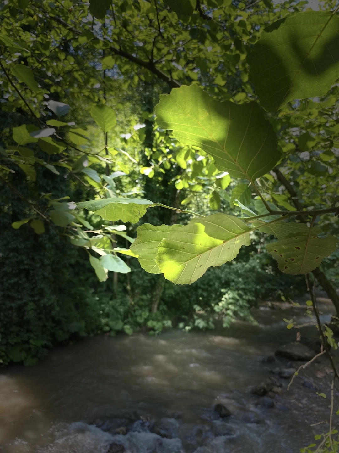 yuvacik-karakaya / 1735