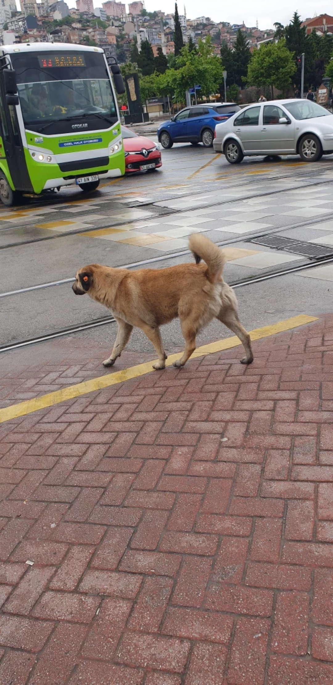 izmit / 13035